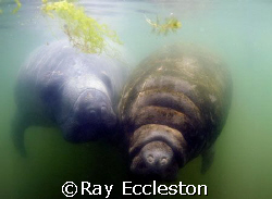 Manatees in the bay in the summertime. Crystal River FL.C... by Ray Eccleston 